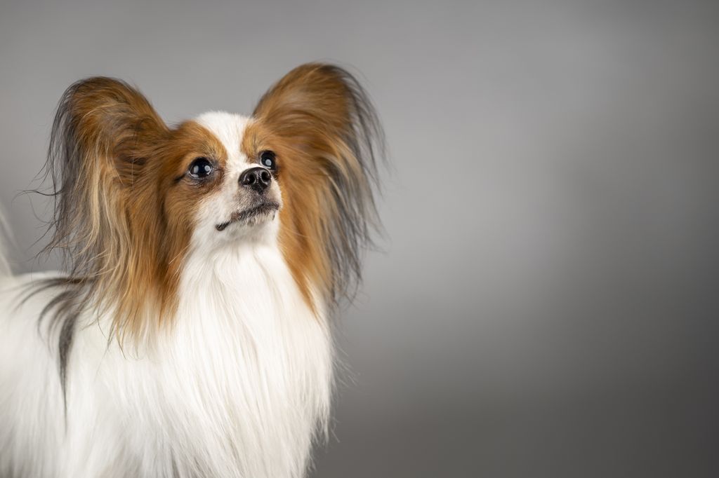 Download Papillon Dog On Rock Picture