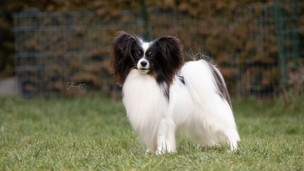 Karl store papillon puppies