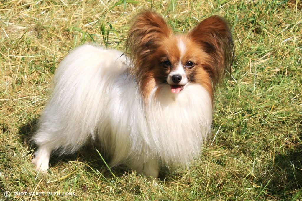 Papillon / Phalène The Breed Archive