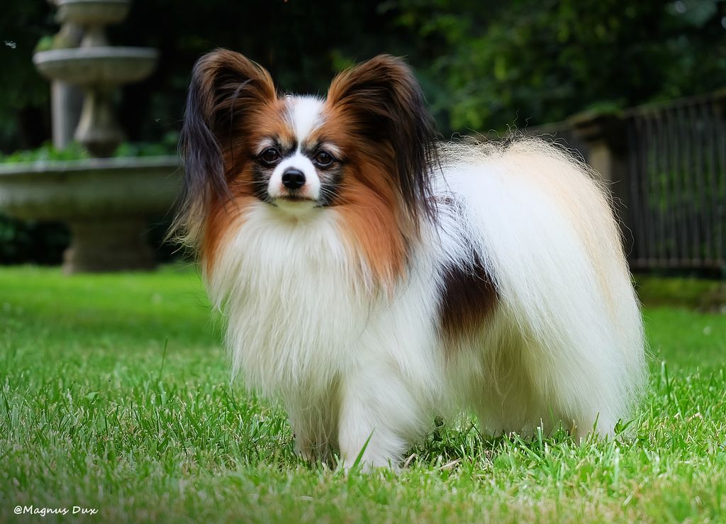 Papillon And Phalène The Breed Archive
