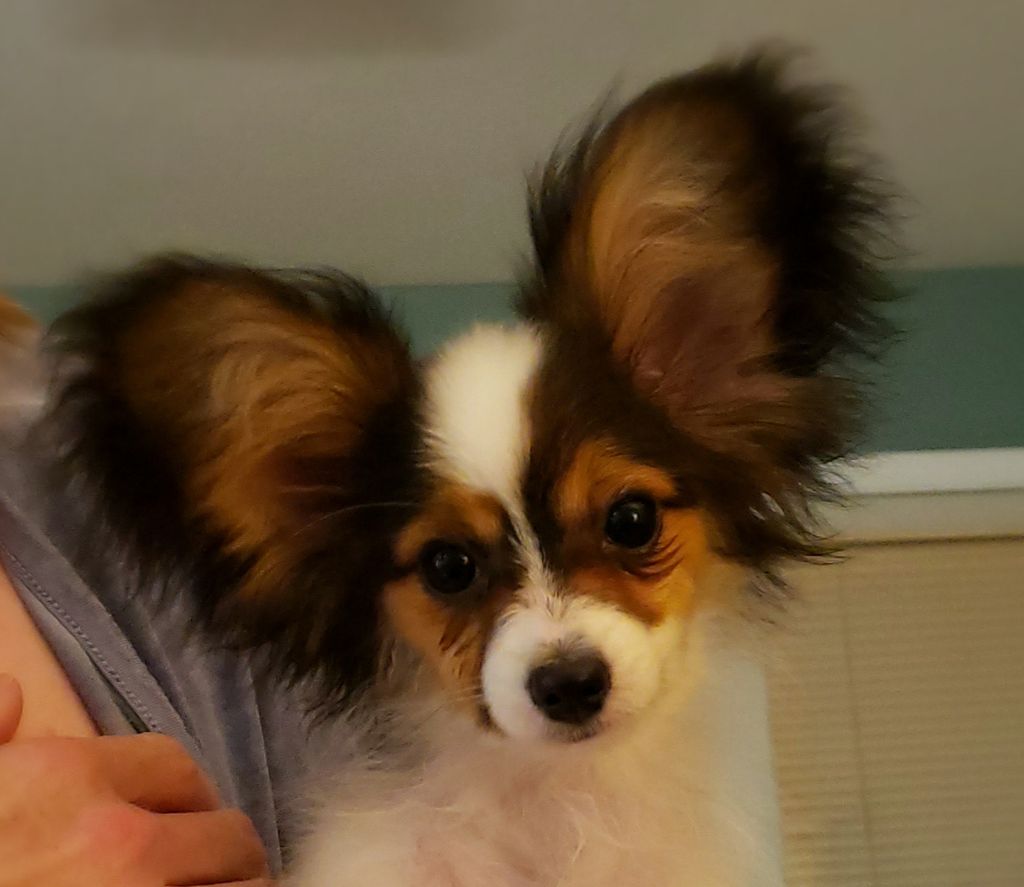 The Papillon: A Guide to Being Owned by One - PetHelpful