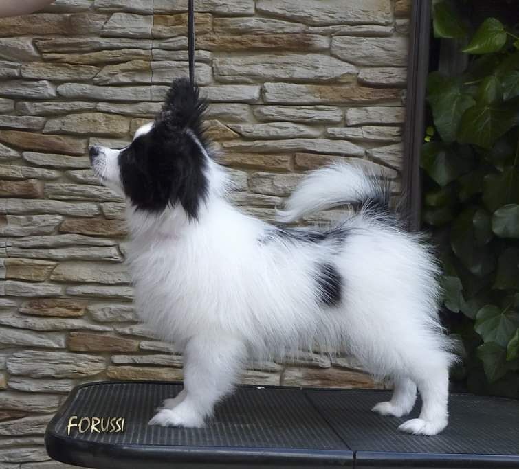 BerryVerrine　Papillon Papillon & Phalène - The Breed Archive
