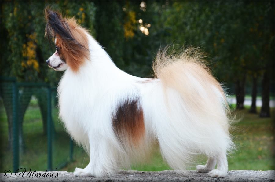 Papillon Phalene The Breed Archive