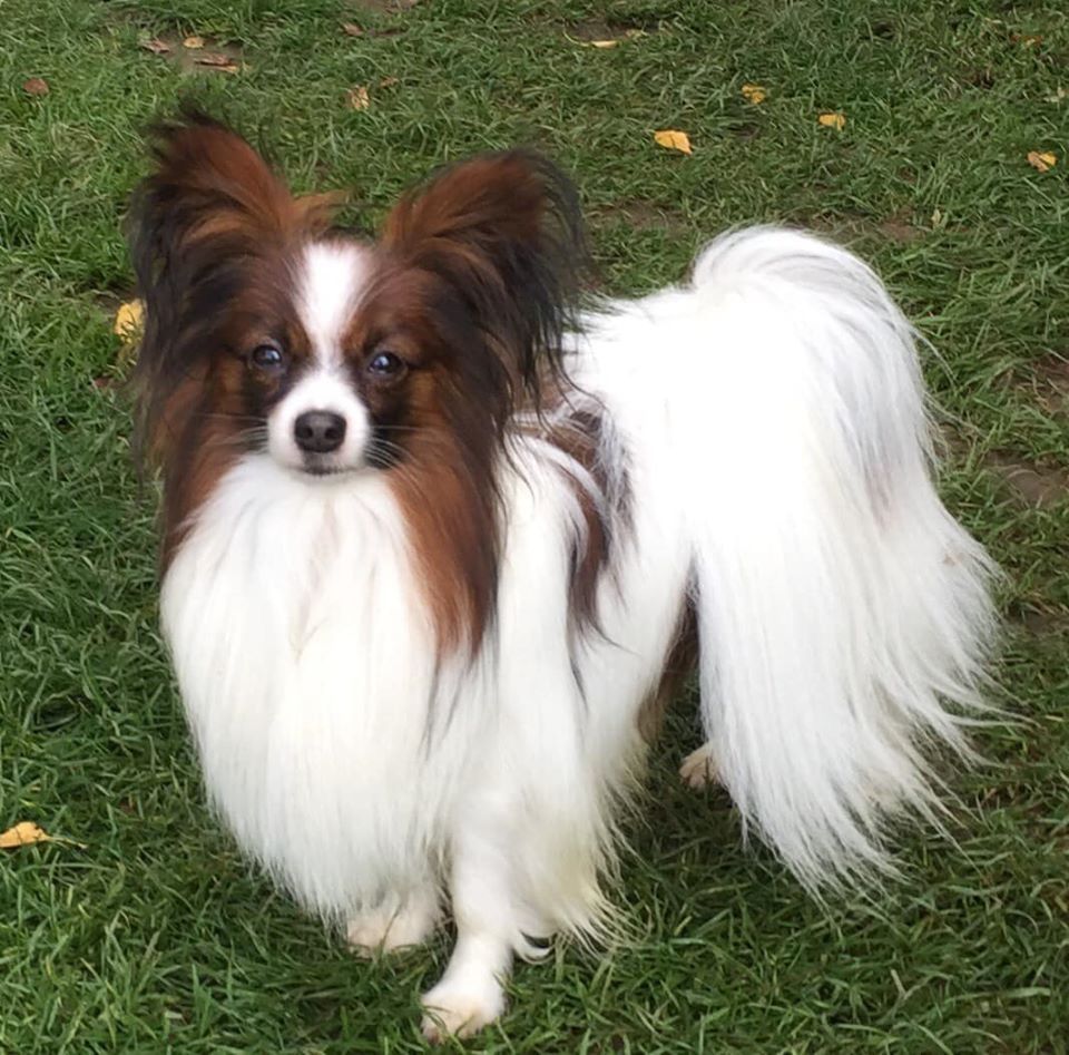 Aston 2024 papillon puppies