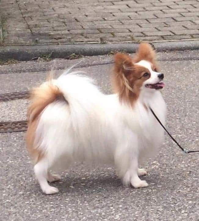 Papillon Phalene The Breed Archive