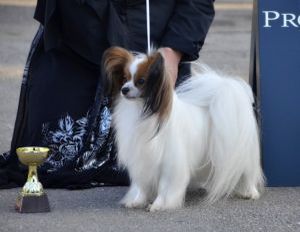 Aston hot sale papillon puppies