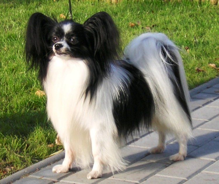 Papillon Phal ne The Breed Archive