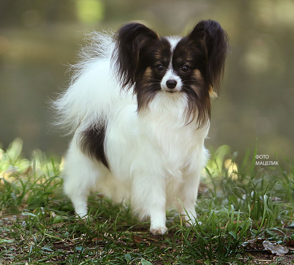 Papillon & Phalène The Breed Archive