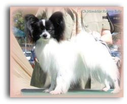 Mondelise papillons hot sale